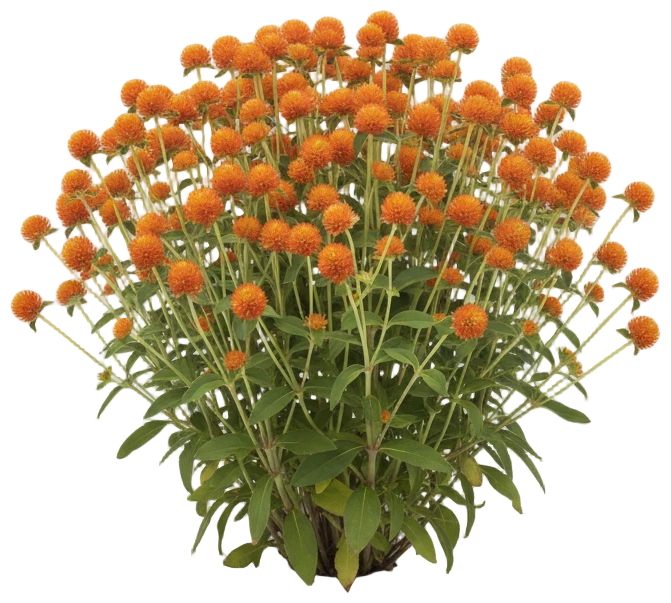 QIS Orange cut-out illustration