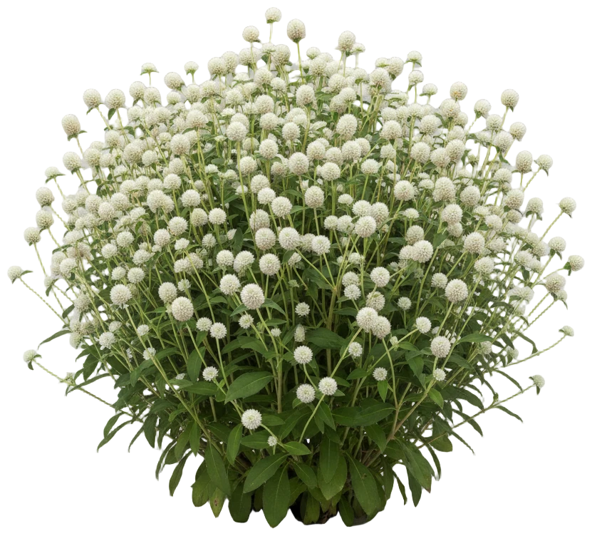 White Globe Amaranth cut-out illustration