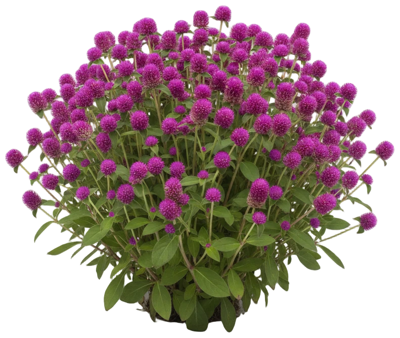Globe Amaranth cut-out illustration