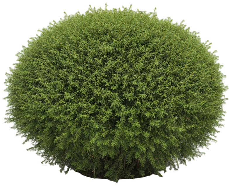 Jeddeloh Hemlock cut-out illustration