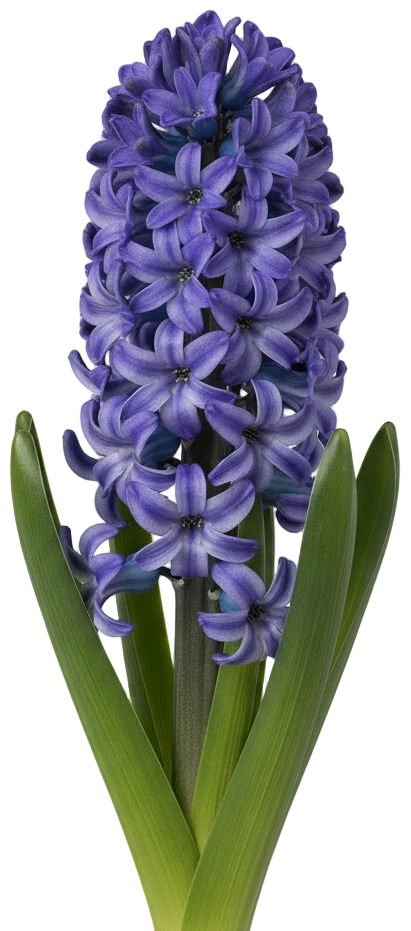 Hyacinth cut-out illustration