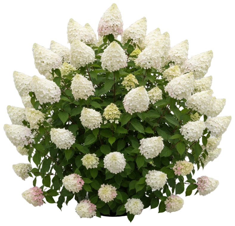 Magical Candle Hydrangea cut-out illustration