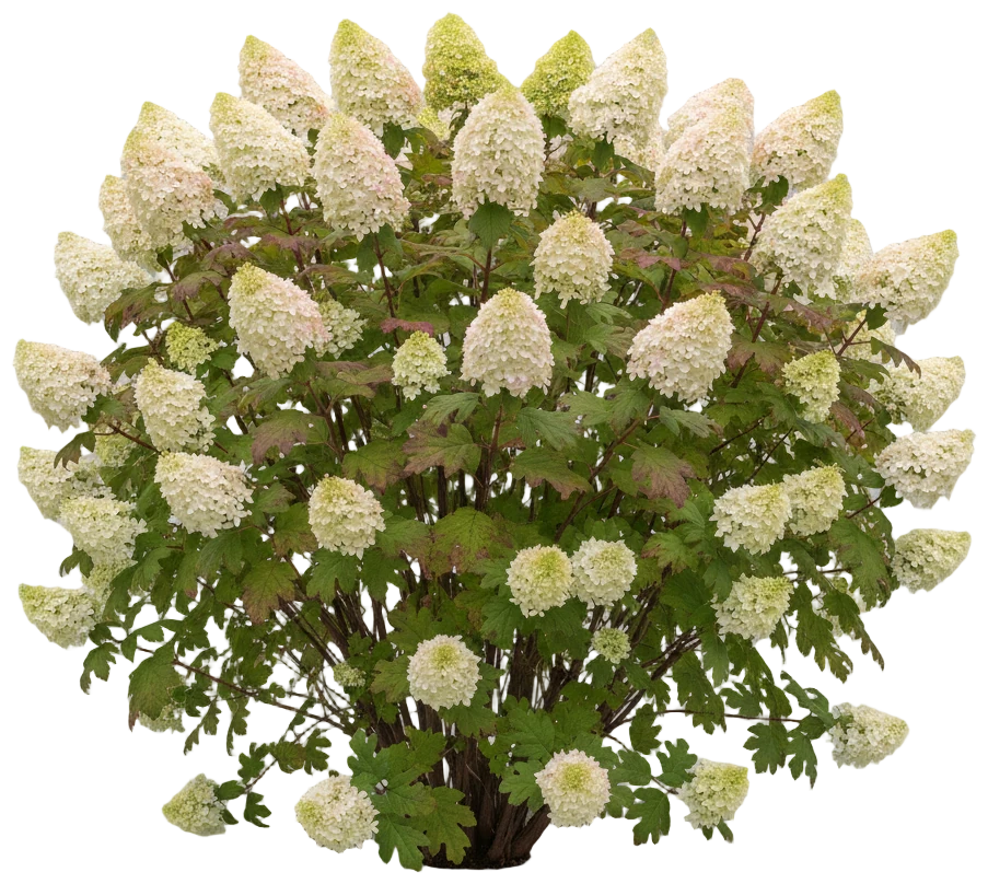 Oakleaf Hydrangea cut-out illustration