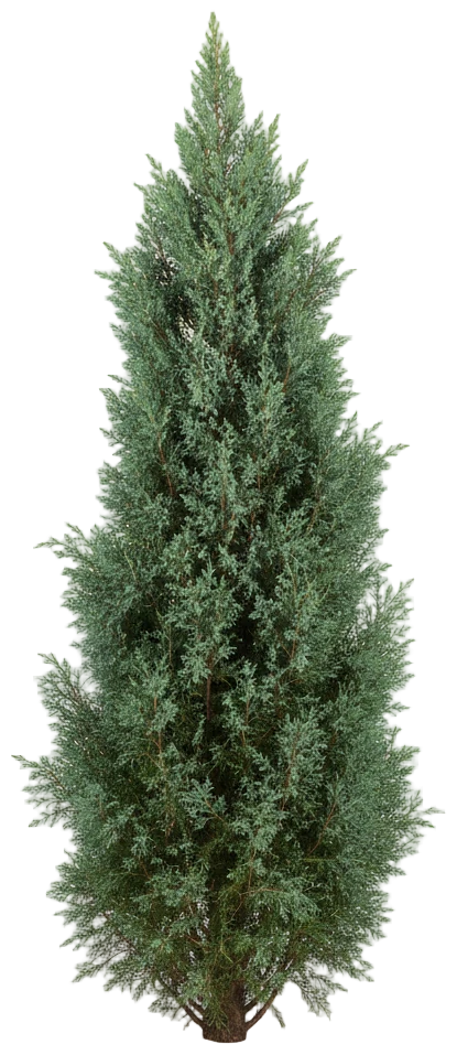 Blue Point Juniper cut-out illustration