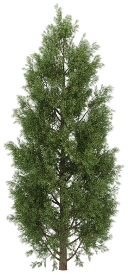 Juniper cut-out illustration