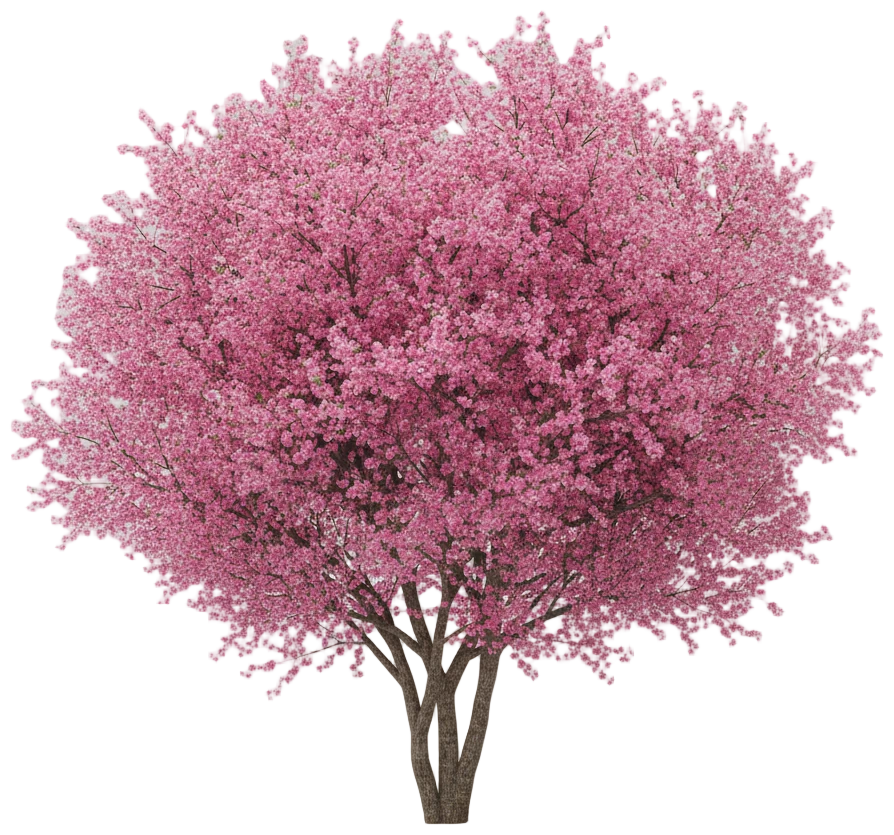 Kwanzan Cherry cut-out illustration