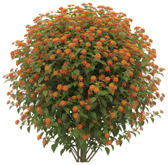 Lantana cut-out illustration