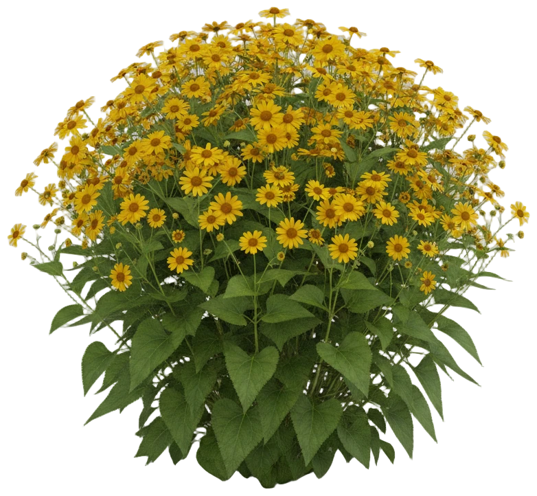Ligularia cut-out illustration