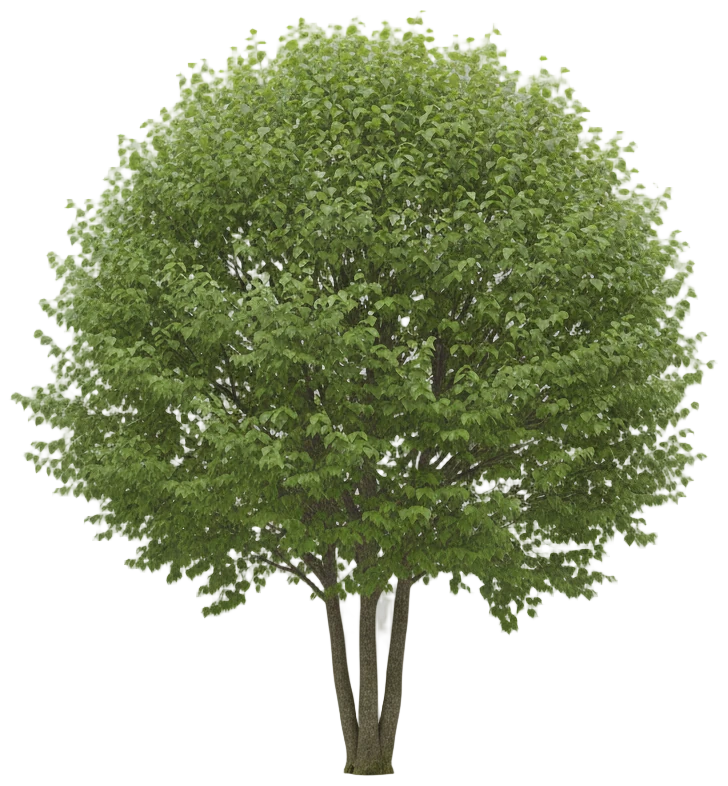 Littleleaf Linden cut-out illustration