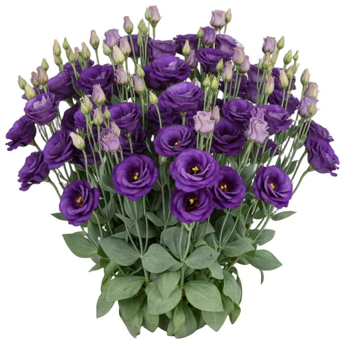 Lisianthus cut-out illustration