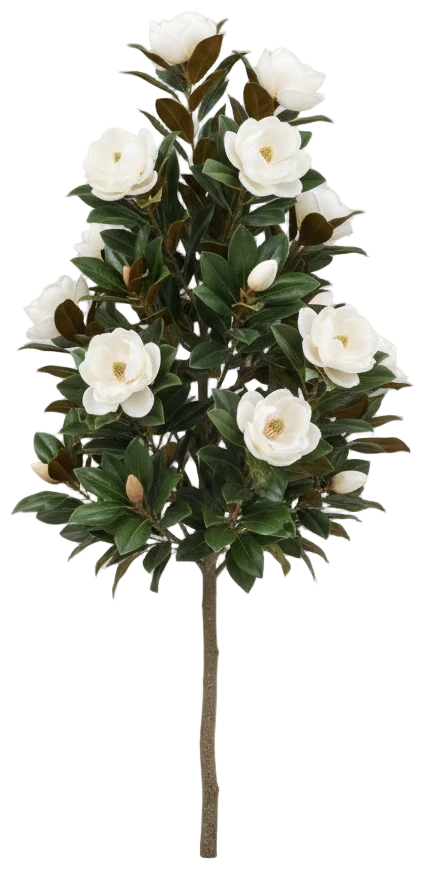 Little Gem Magnolia cut-out illustration