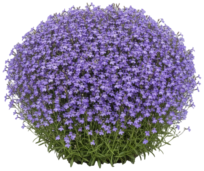 Lilac Lobelia cut-out illustration