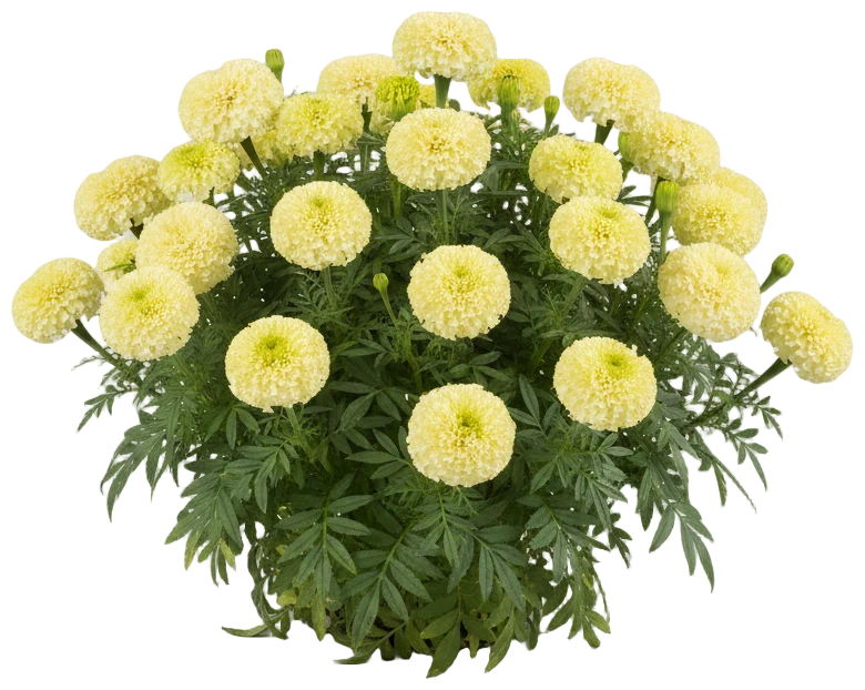 Cream Marigold cut-out illustration