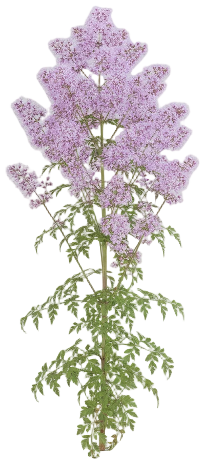 Meadow Rue cut-out illustration