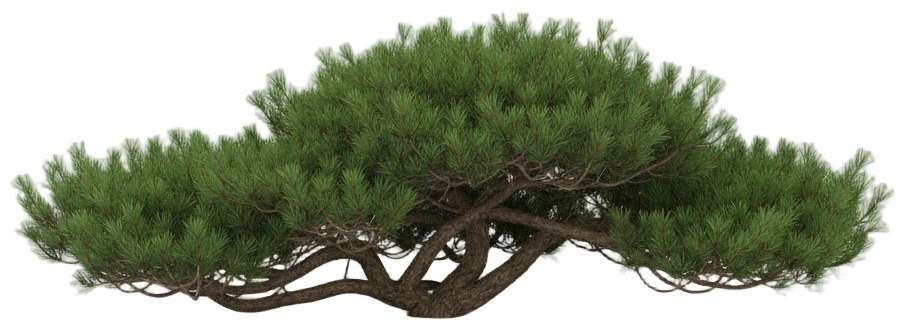 Mugo Pine cut-out illustration