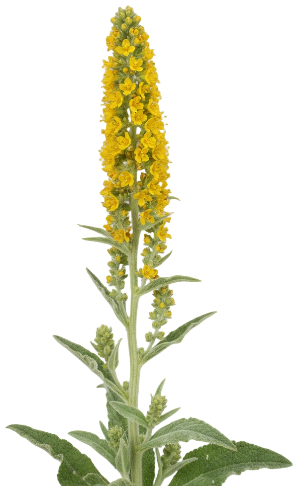 Mullein cut-out illustration