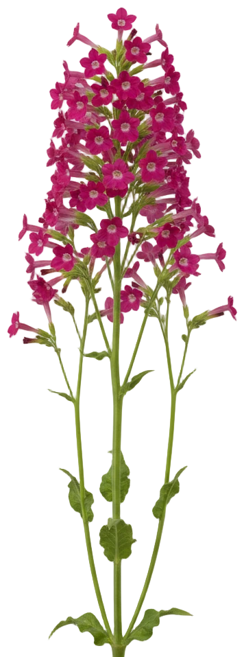 Pink Flowering Tobacco cut-out illustration