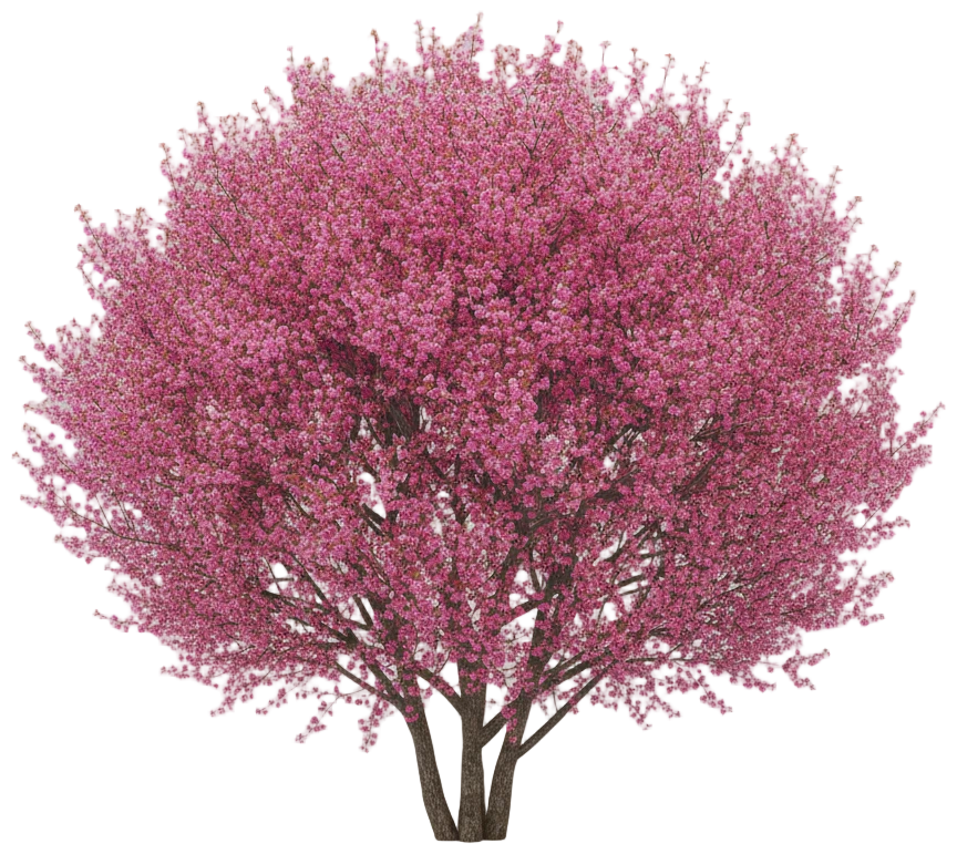 Okame Cherry cut-out illustration
