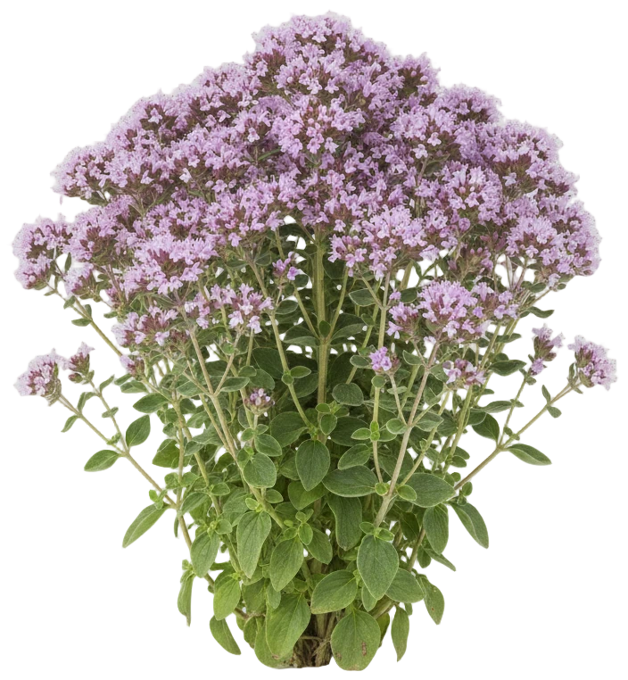 Oregano cut-out illustration