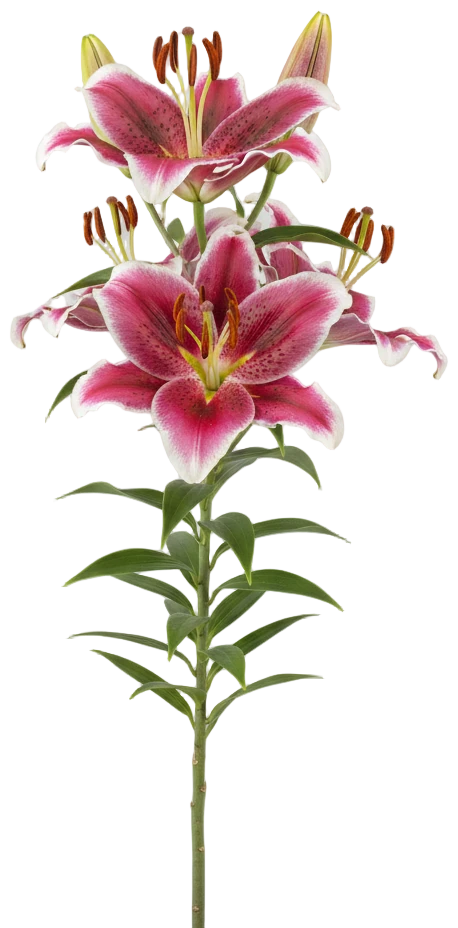 Oriental Lily cut-out illustration
