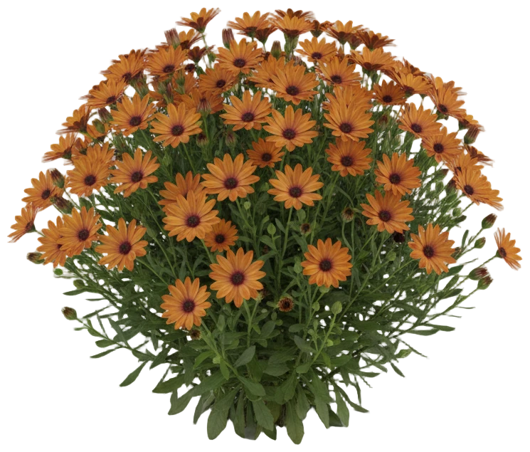 Orange African Daisy cut-out illustration