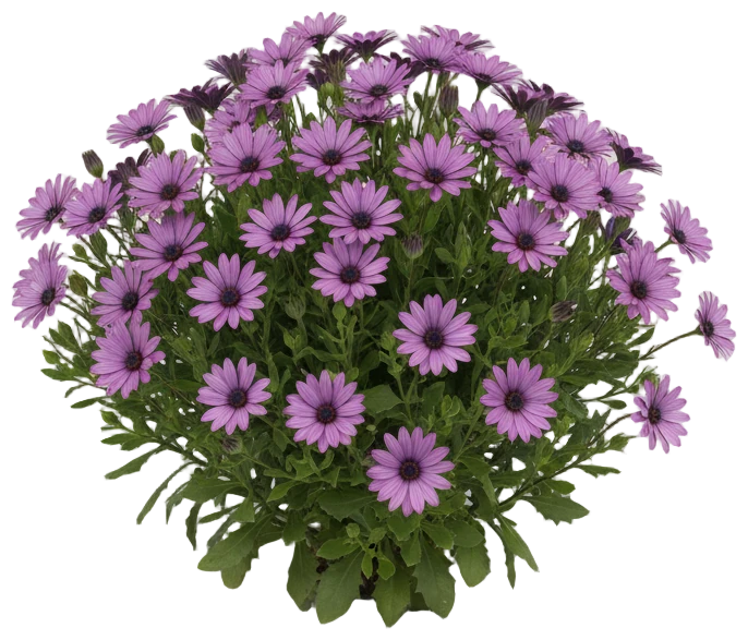 African Daisy cut-out illustration