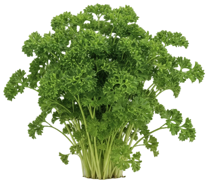 Parsley cut-out illustration