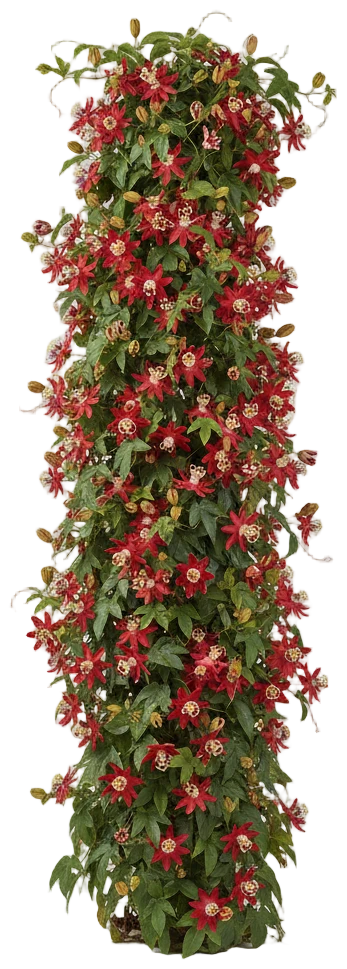 Red Passionflower cut-out illustration