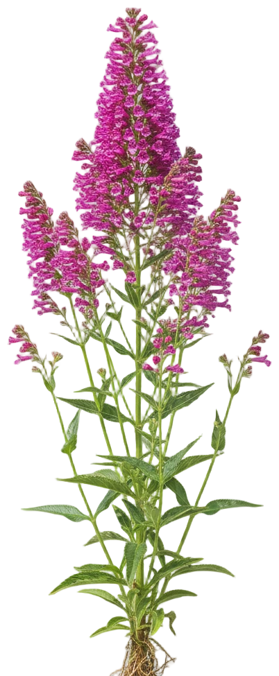 Penstemon cut-out illustration