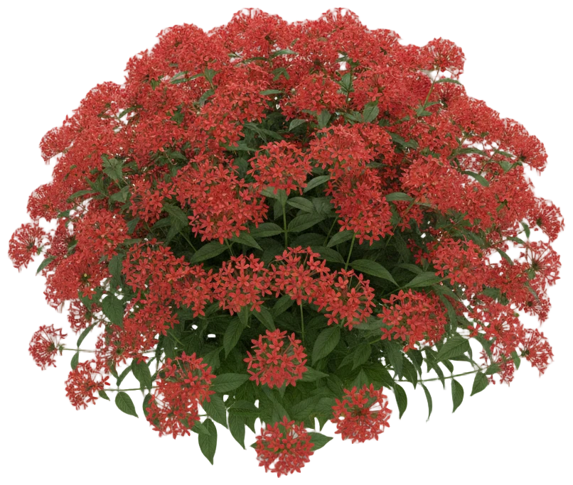 Red Pentas cut-out illustration