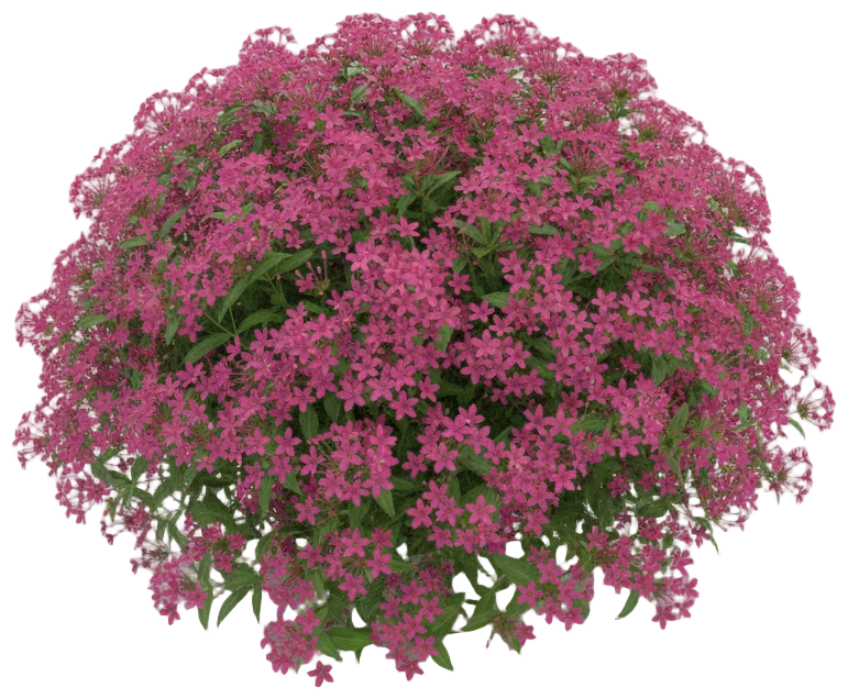 Pentas cut-out illustration