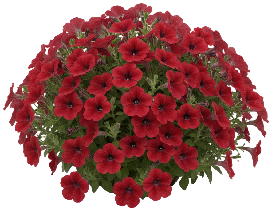 Red Petunia cut-out illustration