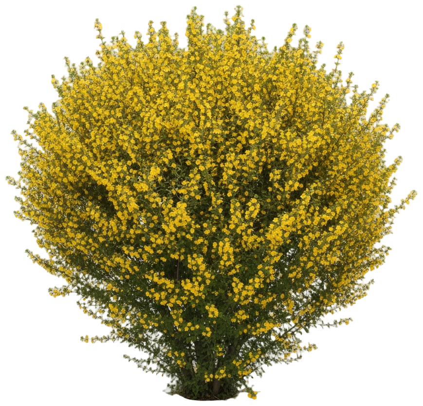 Potentilla cut-out illustration
