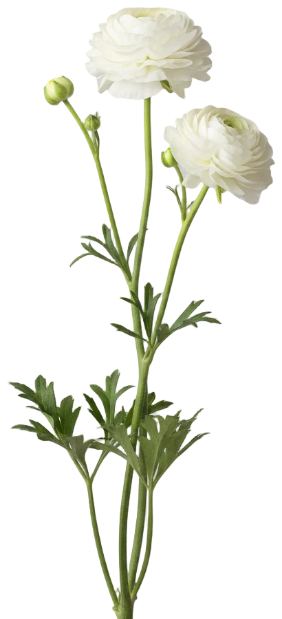 White Ranunculus cut-out illustration