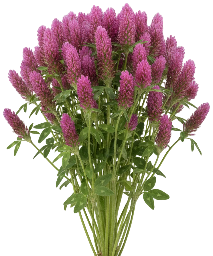 Red Feather Clover cut-out illustration