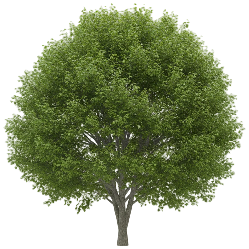 Red Maple cut-out illustration