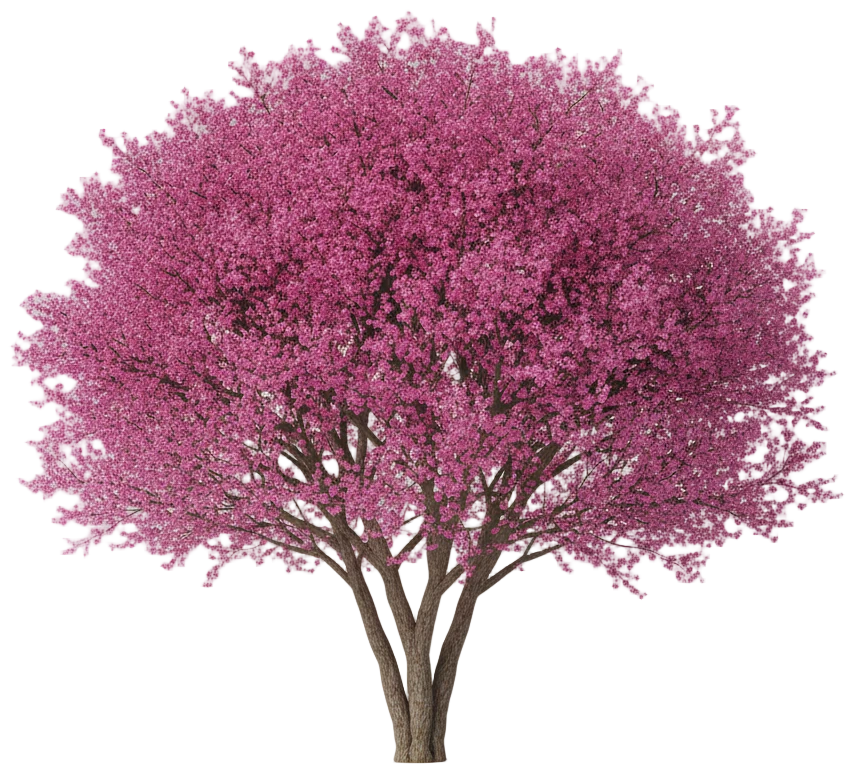 Eastern Redbud cut-out illustration