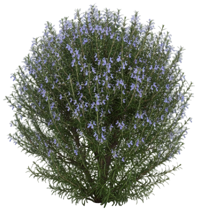 Rosemary cut-out illustration