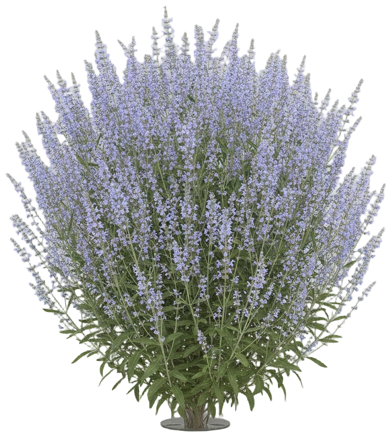 Russian Sage cut-out illustration