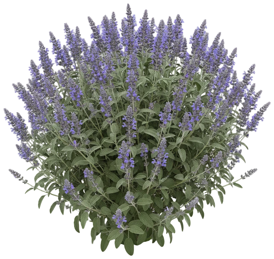 Sage cut-out illustration