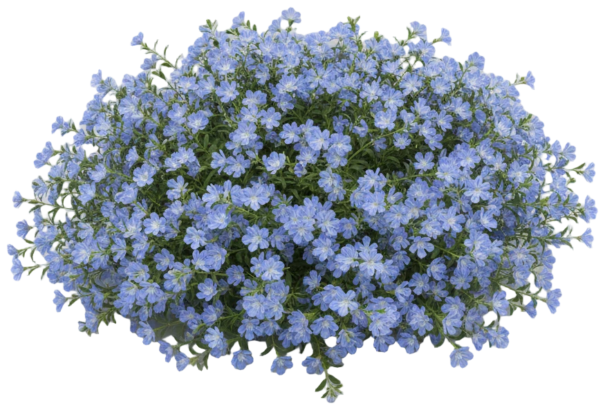 Fan Flower cut-out illustration