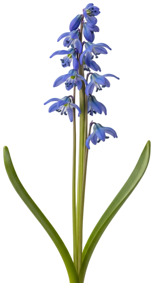 Siberian Squill cut-out illustration
