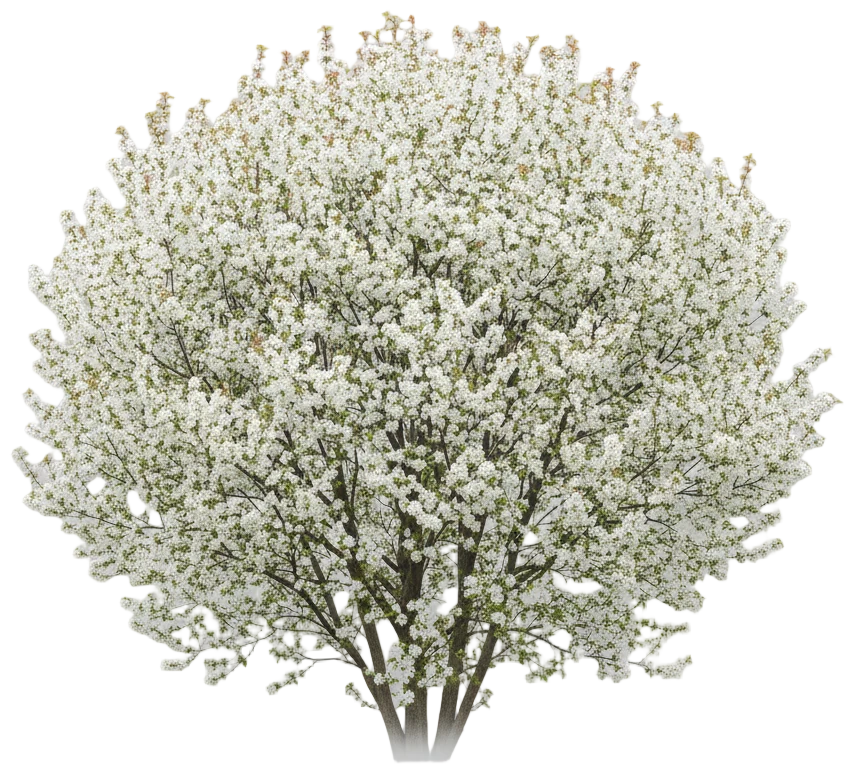 Serviceberry cut-out illustration