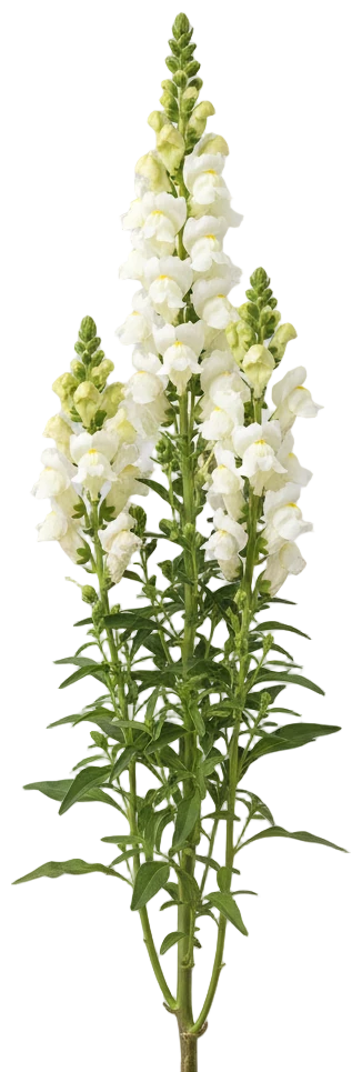 White Snapdragon cut-out illustration