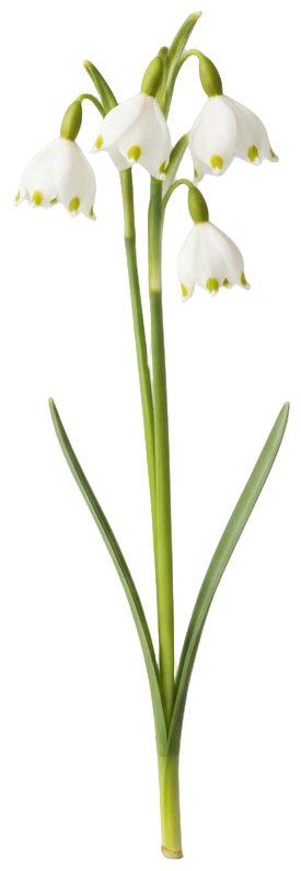 Spring Snowflake cut-out illustration