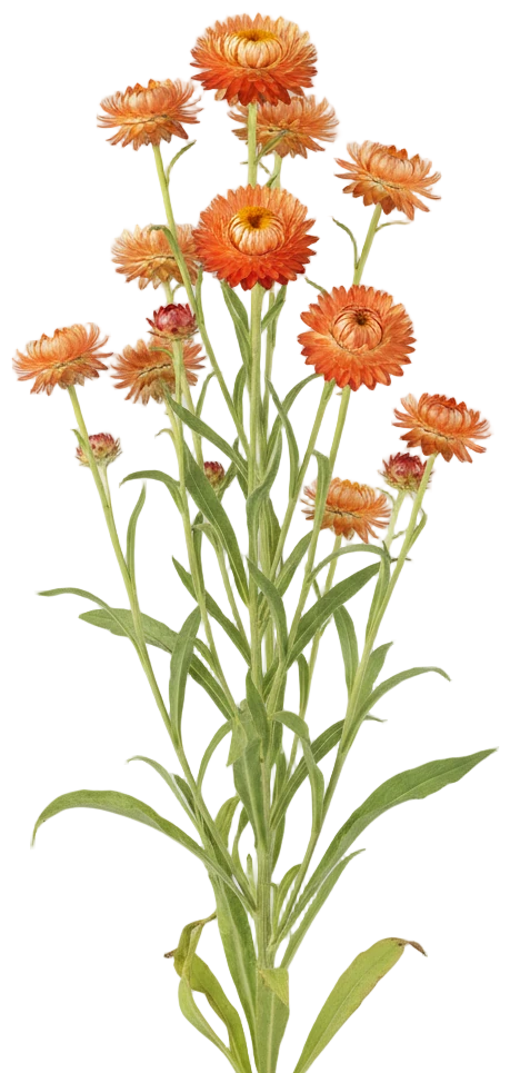 Apricot Strawflower cut-out illustration
