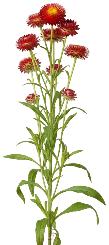 Red Strawflower cut-out illustration