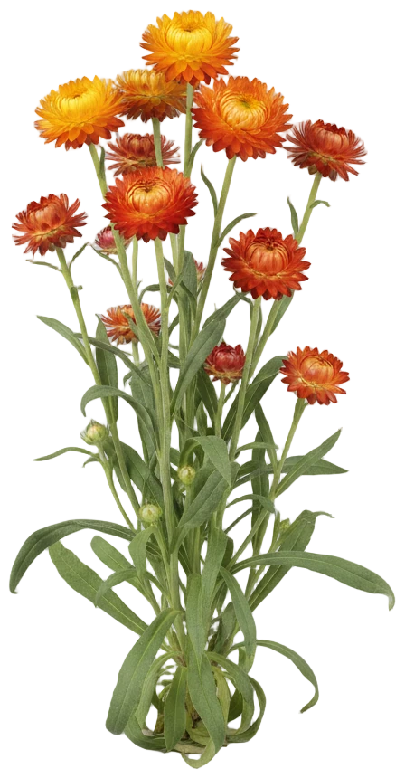 Strawflower cut-out illustration