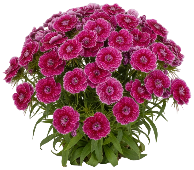 Sweet William cut-out illustration