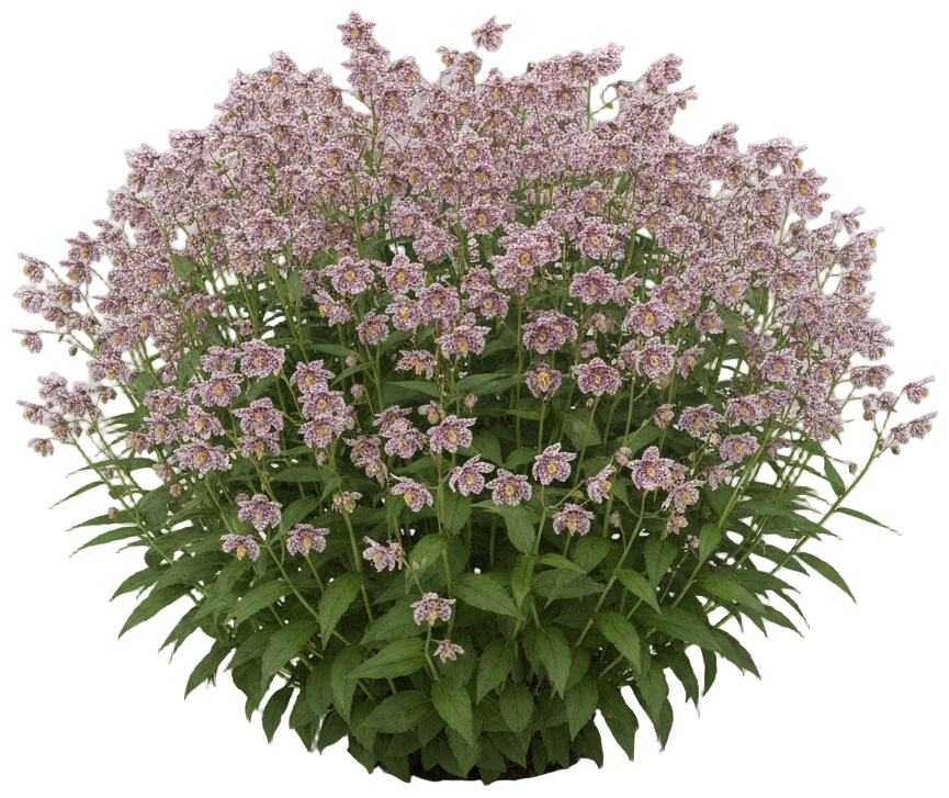 Toad Lily cut-out illustration